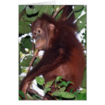 Wild Orangutan Baby cards