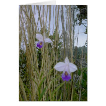 Wild Orchid Notecards, Big Island, Hawaii
