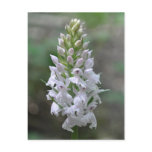 Wild orchid postcard