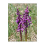 Wild orchid postcard