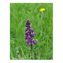 Wild orchid postcard