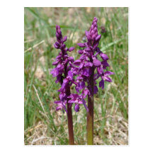 Wild orchid postcard