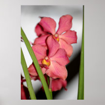 Wild Orchid Posters