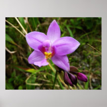 Wild Orchid Poster Print