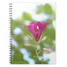 Wild Orchid Tree Flower Spiral Notebooks