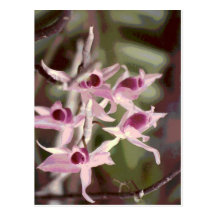 wild orchids postcards