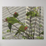 Wild parrots of Telegraph Hill posters
