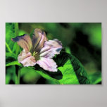 Wild Petunia Print