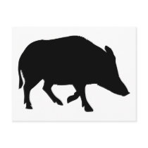 Wild pig - boar post card