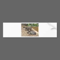 WILD PIG bumper stickers