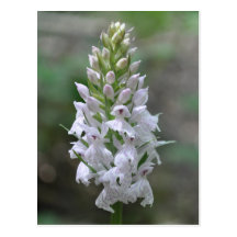 Wild pink spotted orchid post card