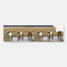 Wild pony bumper sticker