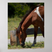 Wild Pony of Assateague Island Poster