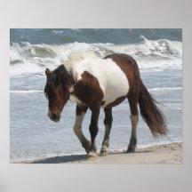 Wild Pony Poster Print