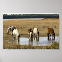 Wild pony posters