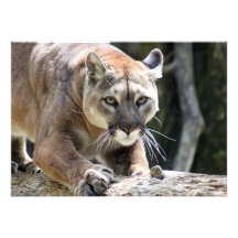 Wild Puma Invites