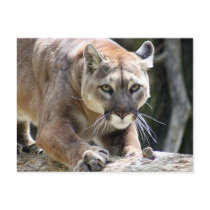Wild Puma Post Card