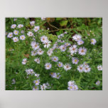 Wild Purple Asters posters