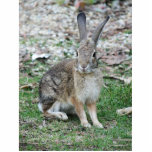 wild rabbit photo sculptures