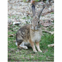 wild rabbit cut outs