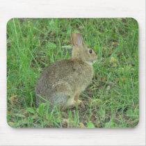 Wild  Rabbit Resting