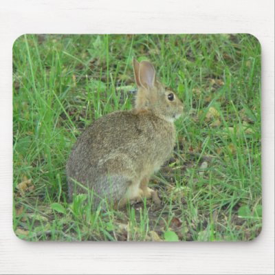 Wild  Rabbit Resting Mousepads by Grandmotherof4