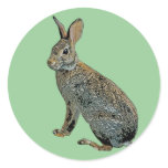 Wild Rabbit stickers