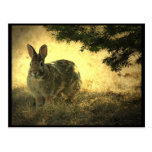Wild Rabbits Postcard