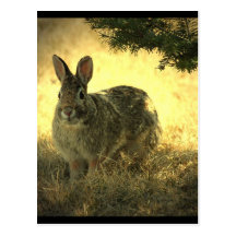 Wild Rabbits Postcard