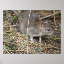 Wild Rat Field Trip Print