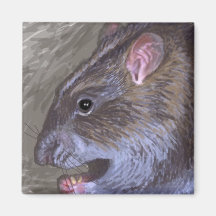wild rat magnet