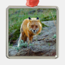 Wild Red Fox Vixen Wildlife Photo Art Ornament