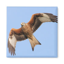 Wild Red Kites Refrigerator Magnets