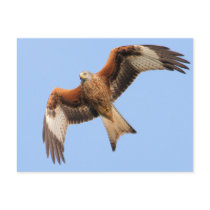Wild Red Kites Post Cards