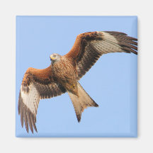 Wild Red Kites Refrigerator Magnets
