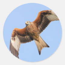 Wild Red Kites Sticker