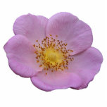 Wild Rose ~ acrylic Photo Cut Out