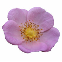 Wild Rose ~ acrylic Photo Cut Out