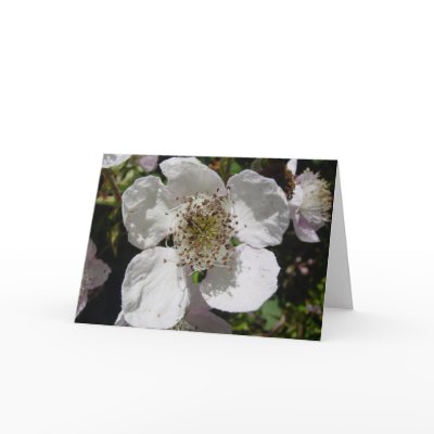 Wild Rose Blossom Card by KARIHALLFORD