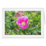 Wild Rose Card