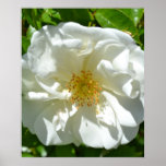 Wild Rose Macro posters