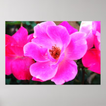 Wild Roses Poster