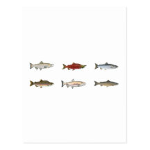 Wild Salmon Postcards