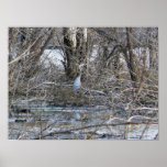 Wild Sandcrane Poster