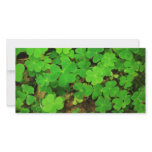 Wild Shamrocks photo cards