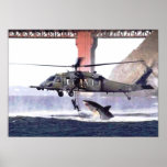 Wild Shark Poster