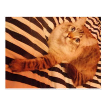 wild side kitty Postcard
