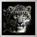 WILD SNOW LEOPARD Art Print