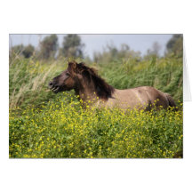 wild stallion greeting cards