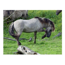 wild stallion postcard